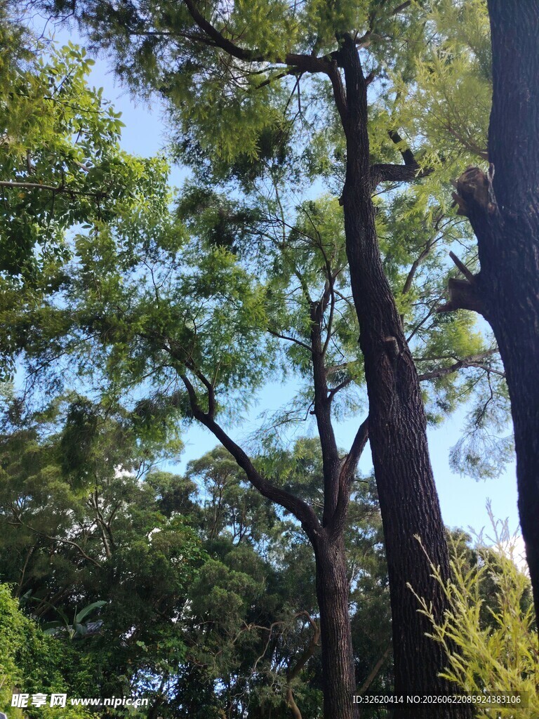 林间树木与蓝天景致