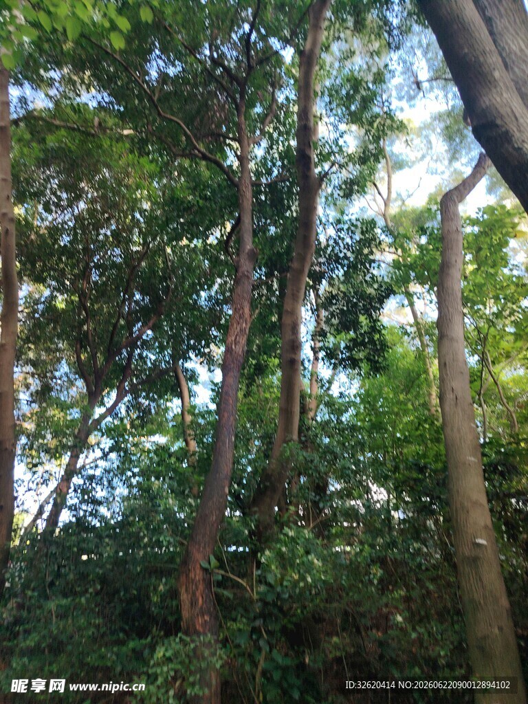 茂密森林中的高大树木