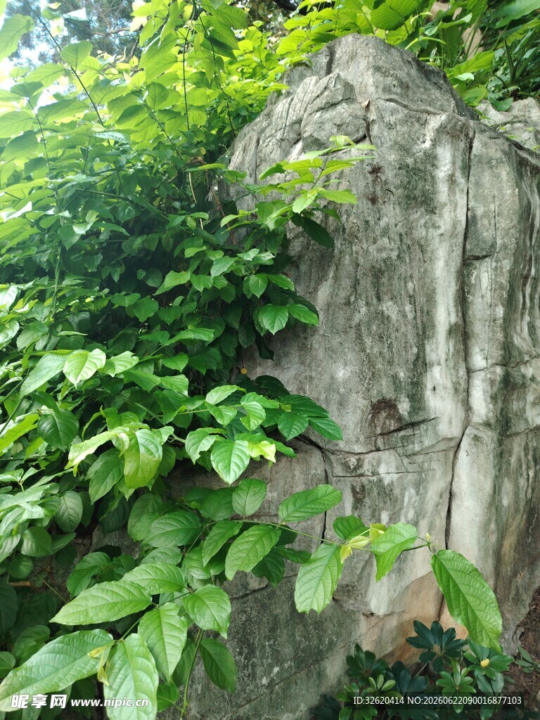 石上绿植