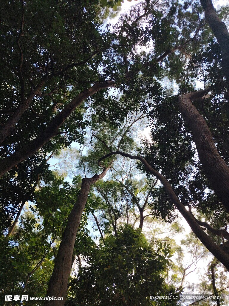 仰望茂密森林中的高大树木