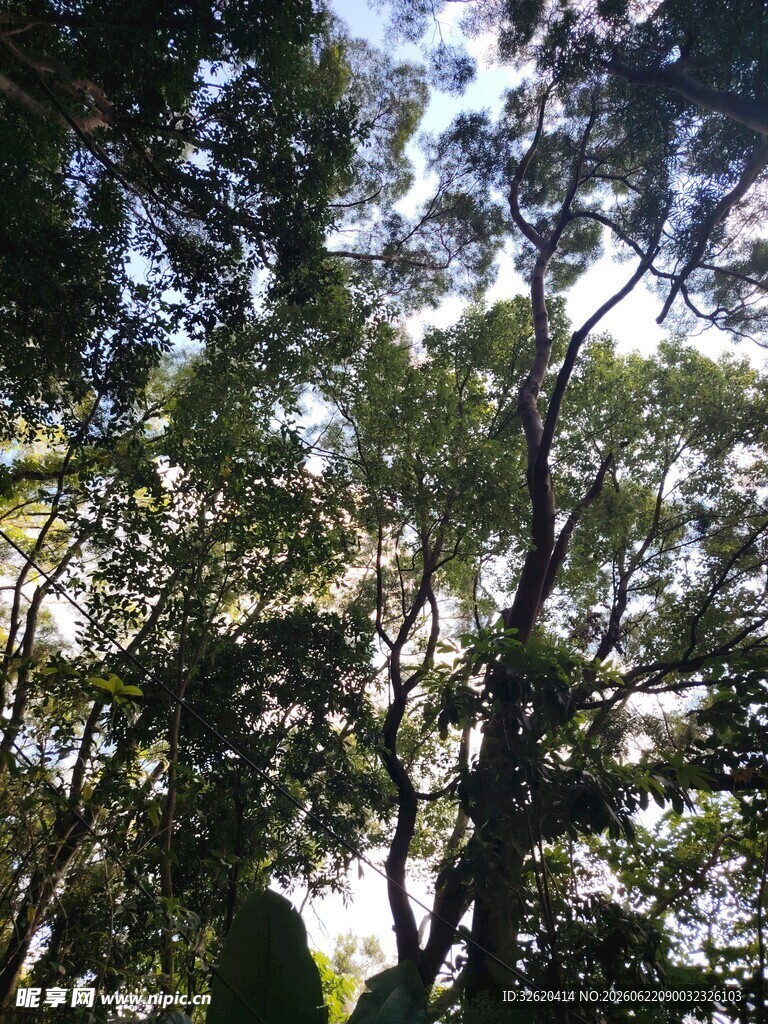仰视茂密树林树冠景观