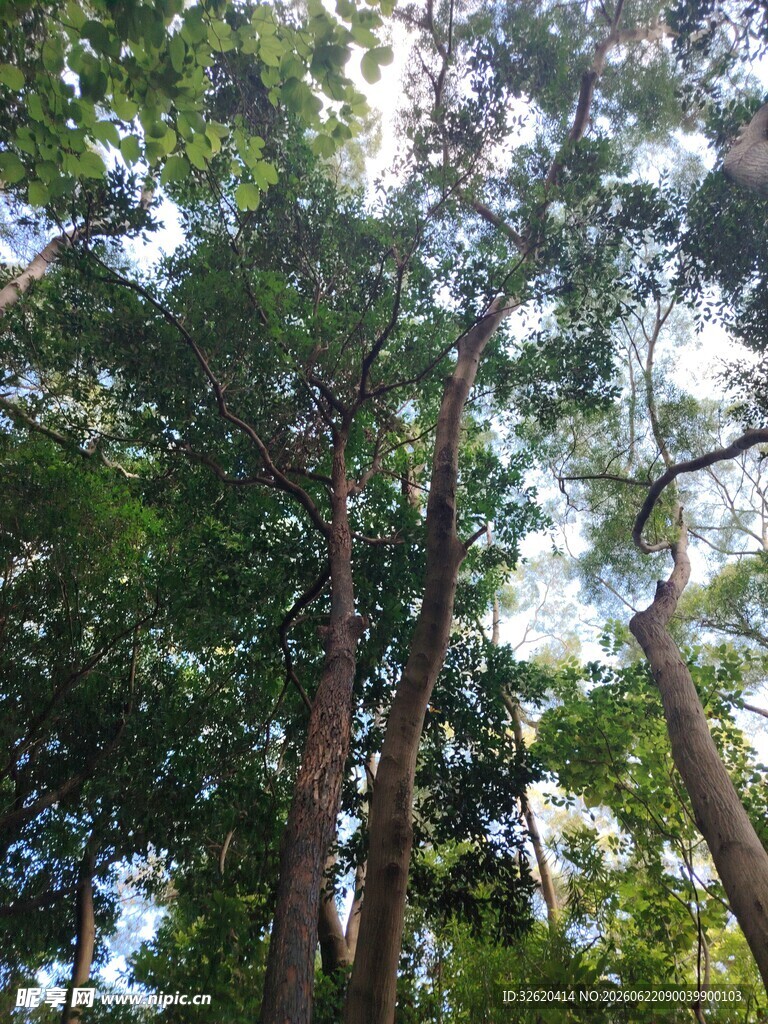 仰望茂密树林中的高大树木