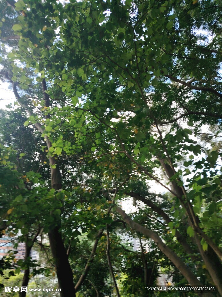茂密树林中的繁茂绿叶
