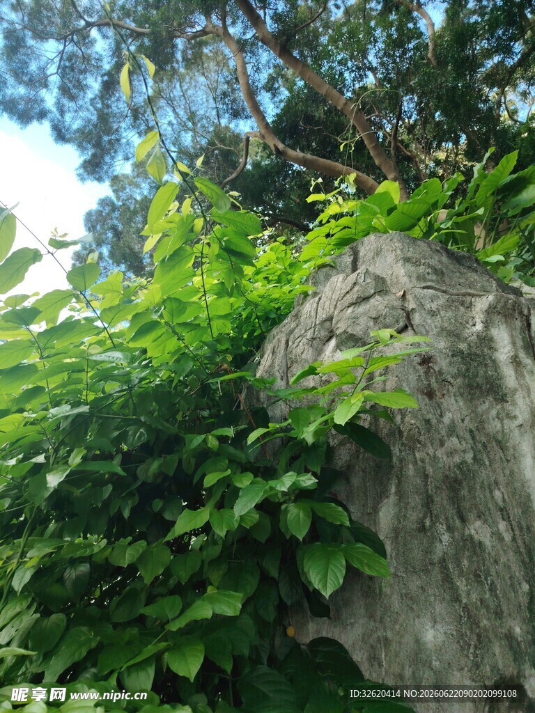 岩石上的繁茂绿植