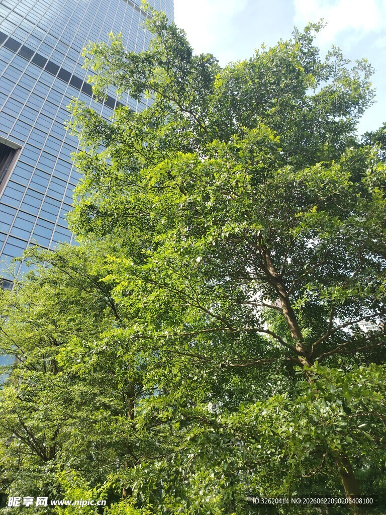 城市中葱郁的绿树景观