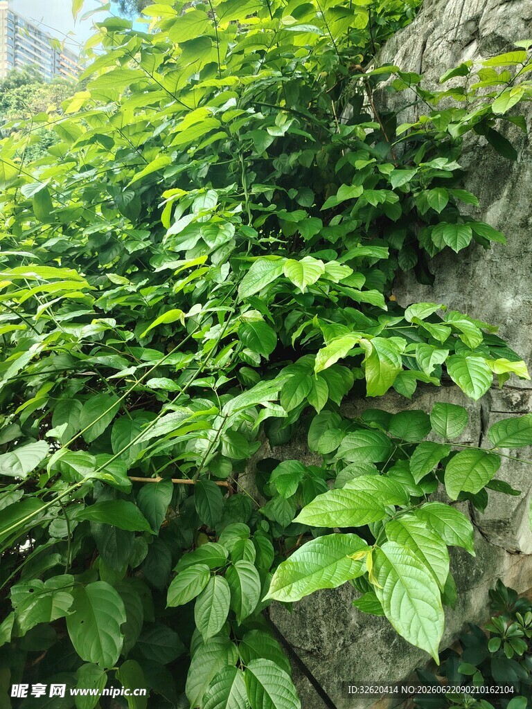 石墙上繁茂的绿色藤蔓植物