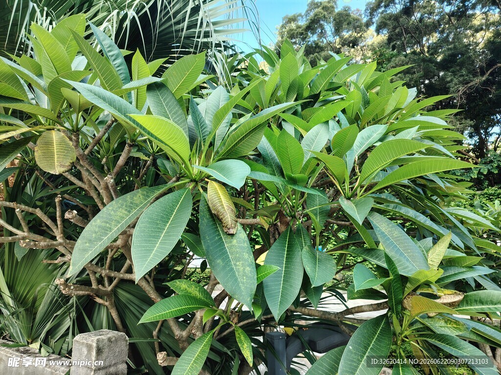 绿叶繁茂的植物景观