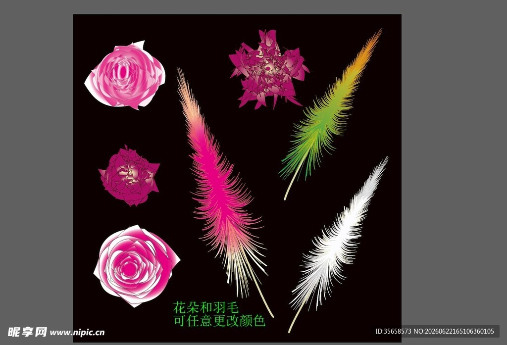 多彩羽毛与娇艳玫瑰 花朵