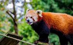 小熊猫站立于户外木架旁