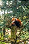 小熊猫栖息于树干上