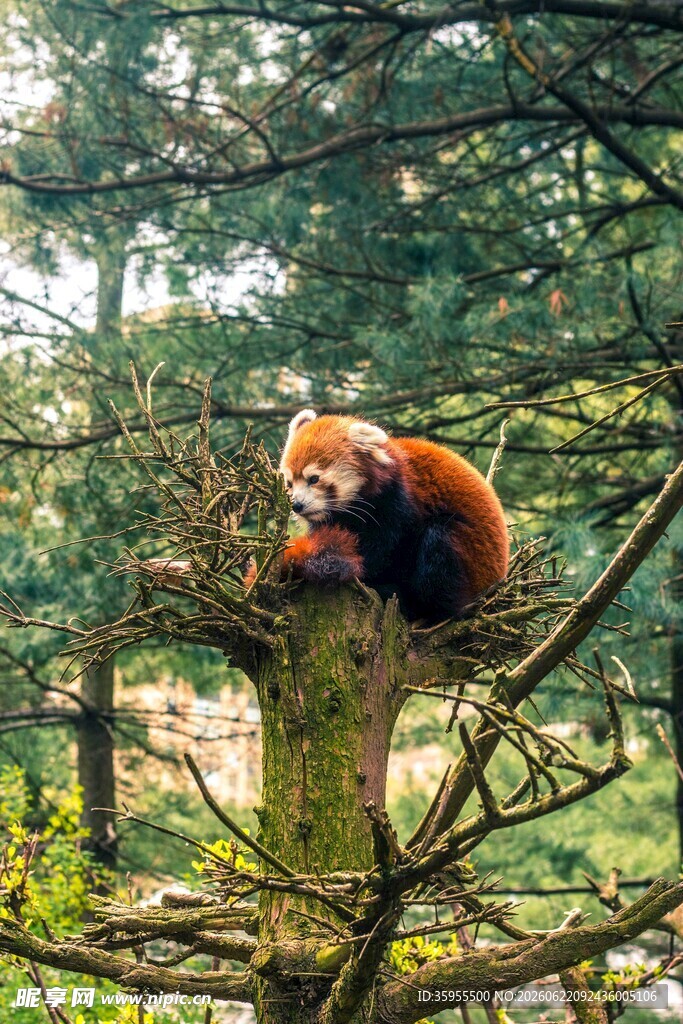 小熊猫栖息于树干上