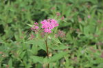 粉花绣线菊 