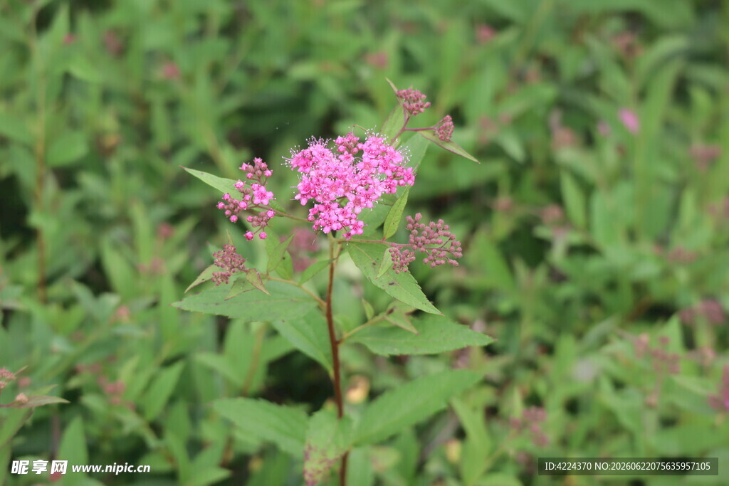 粉花绣线菊 