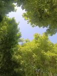 树冠中的天空 仰望天空