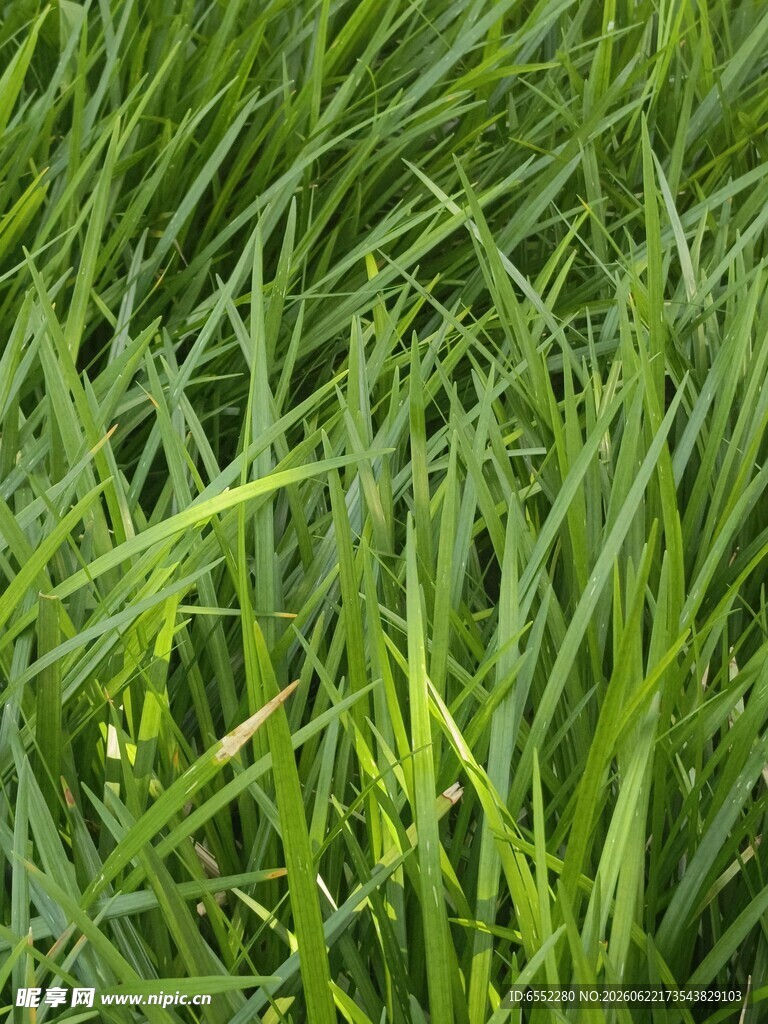 青青小草