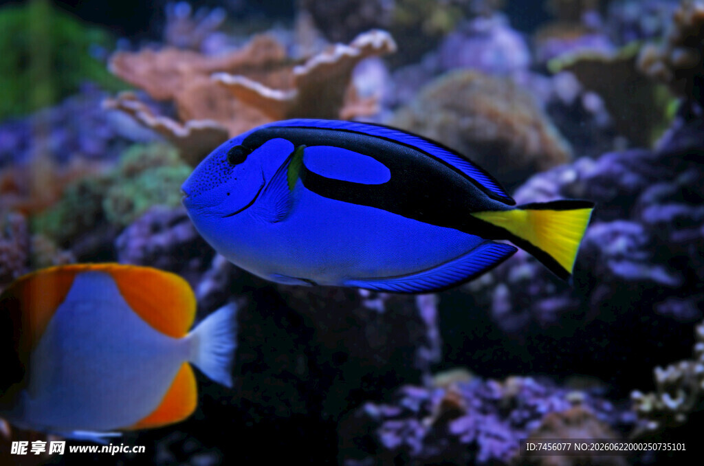 蓝色热带鱼在珊瑚间游动