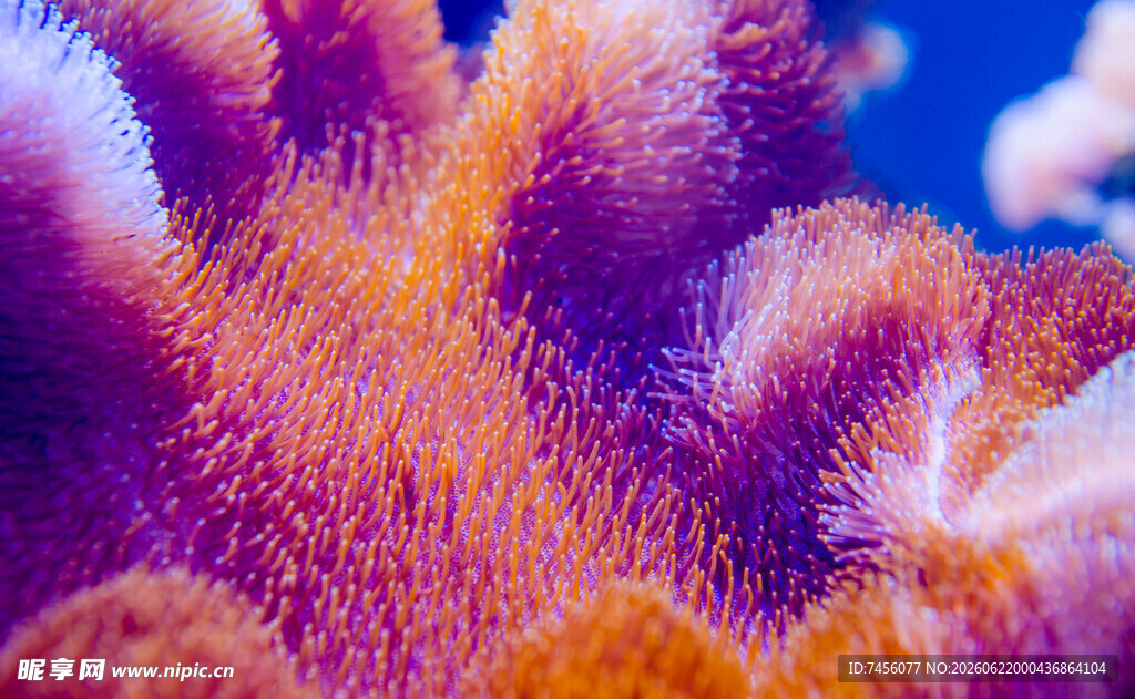 绚丽多彩的海底珊瑚景观