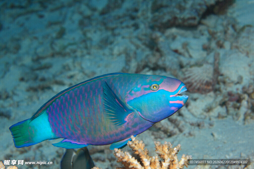 色彩斑斓的海洋鹦鹉鱼