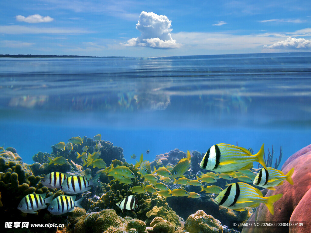 梦幻海底世界多彩鱼群