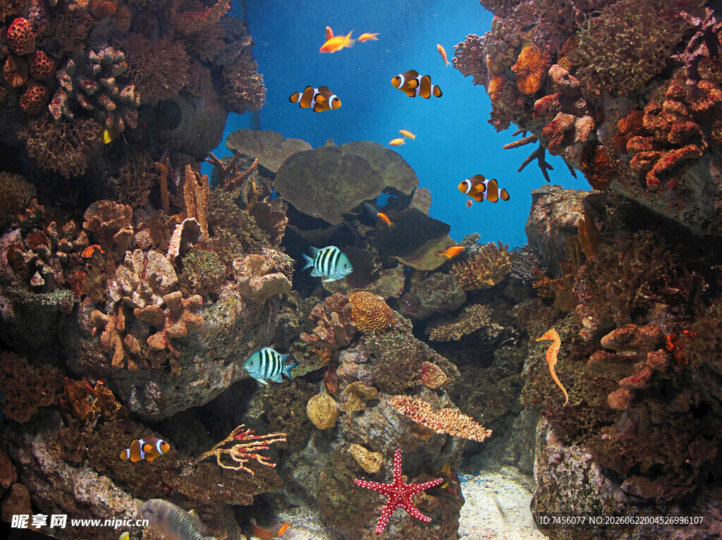 海底多彩景观海洋生物世界