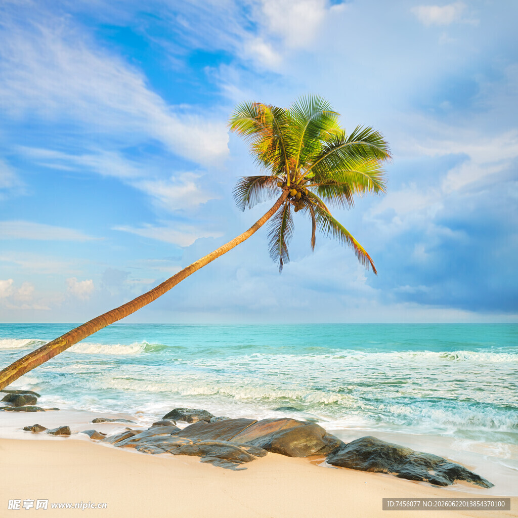 海边倾斜的椰子树美景