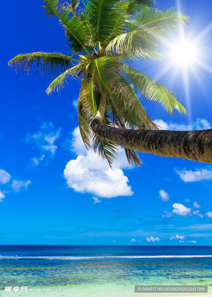 热带海边椰树蓝天美景