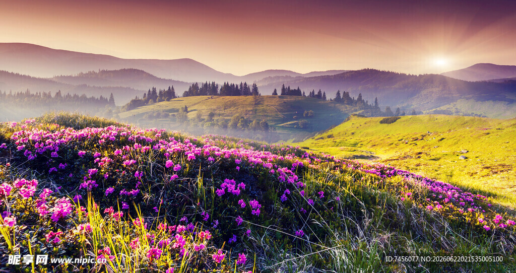 山间花海迎日出美景