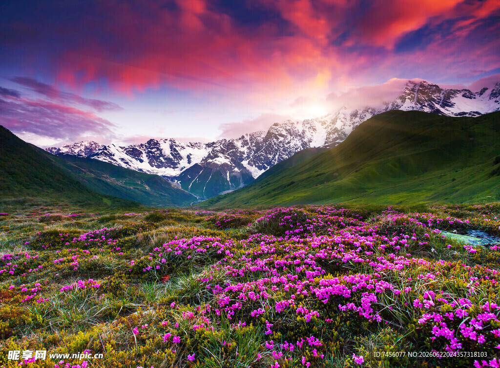 山间花海映壮丽雪山美景