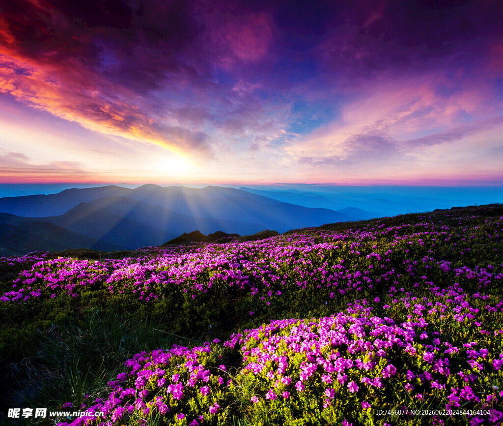 花海日出下的梦幻美景