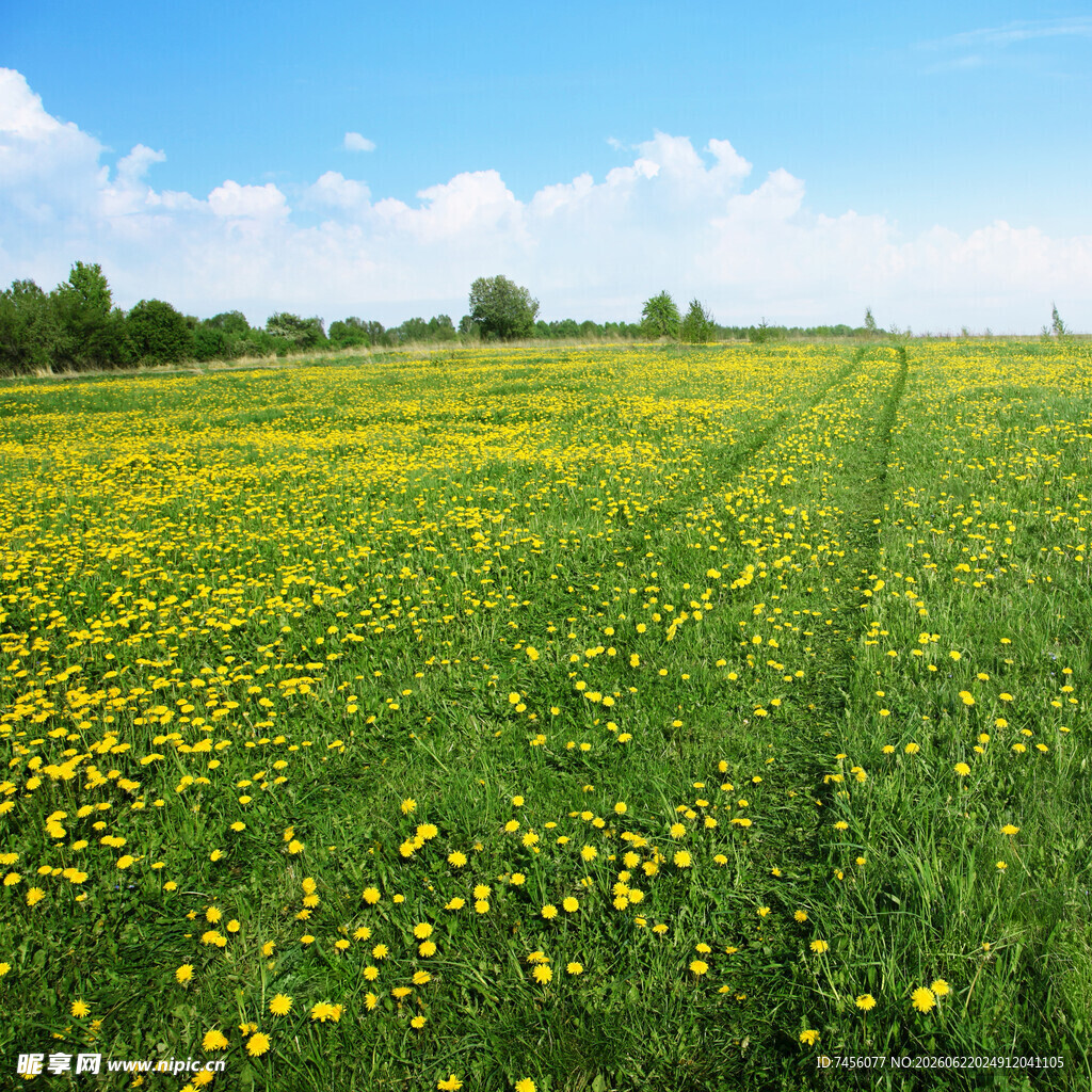 金黄蒲公英盛开的田野