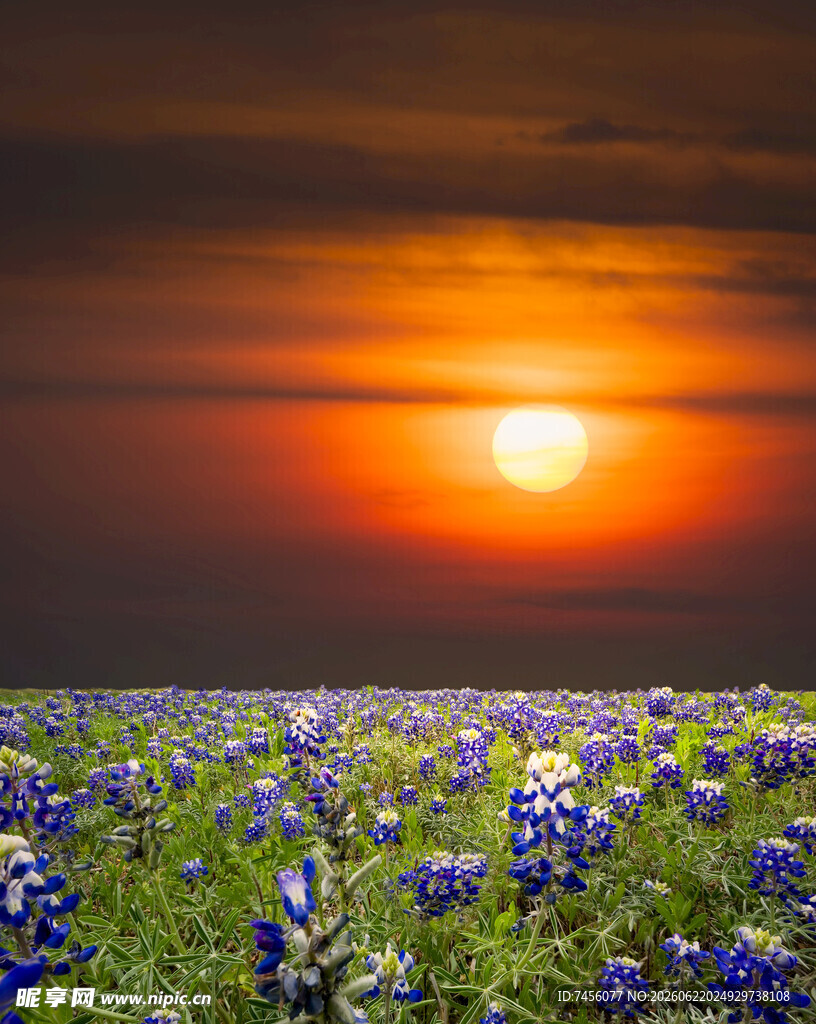 日落时分的绚烂花田