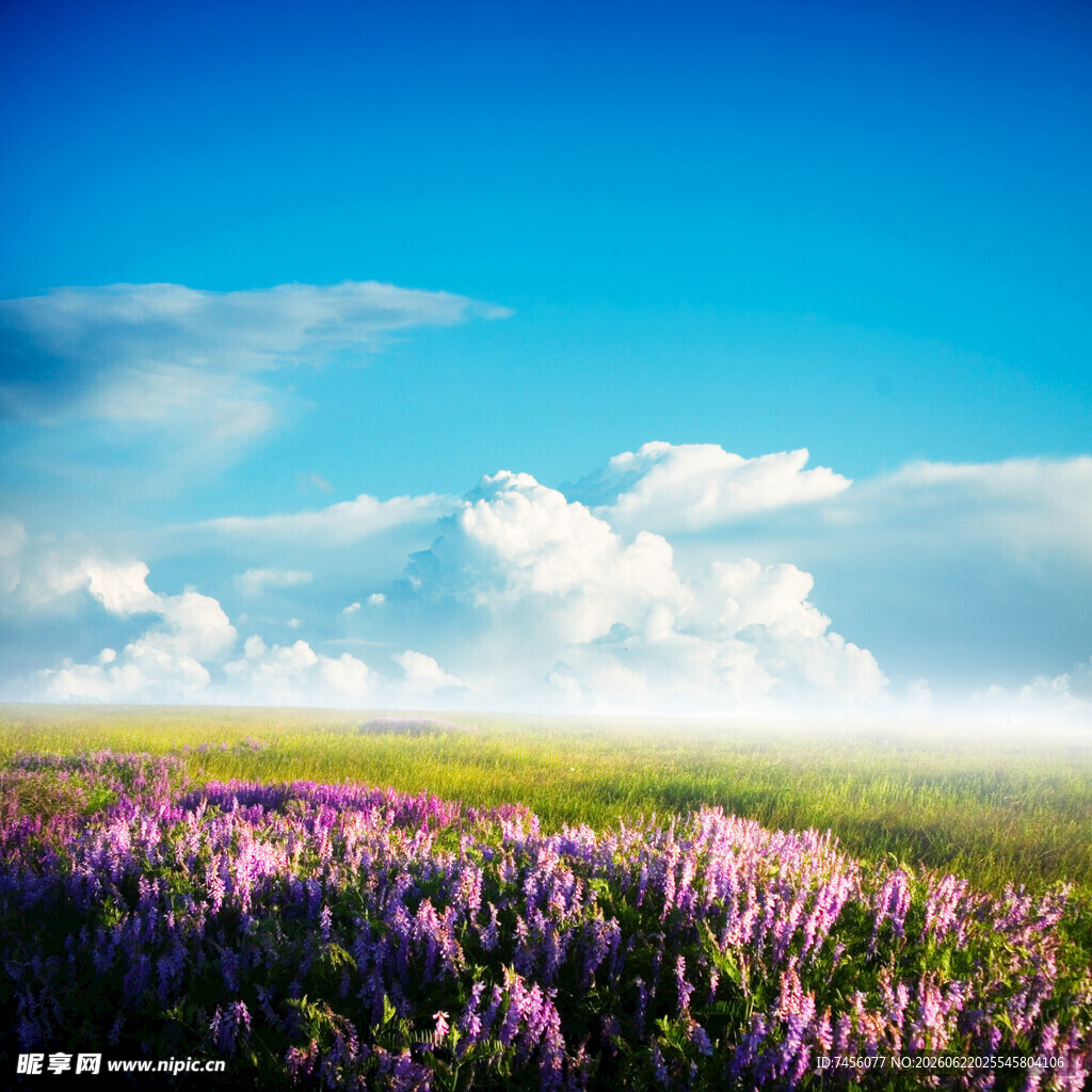 紫色花海与蓝天白云美景