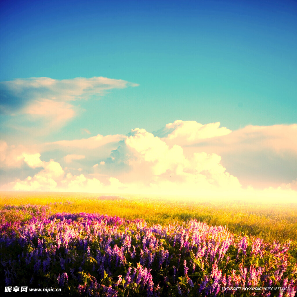 梦幻花海与蓝天美景