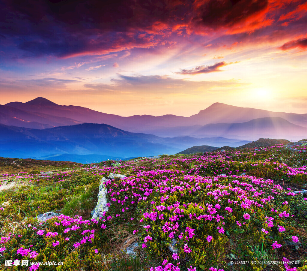 山间花海迎绚丽日落