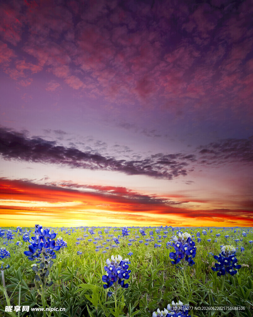 日落蓝花田美景