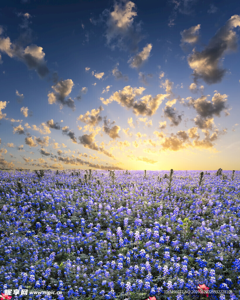 梦幻蓝花田夕阳洒美景