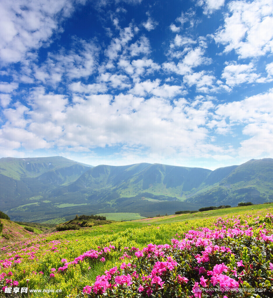 山间花海邂逅自然美景