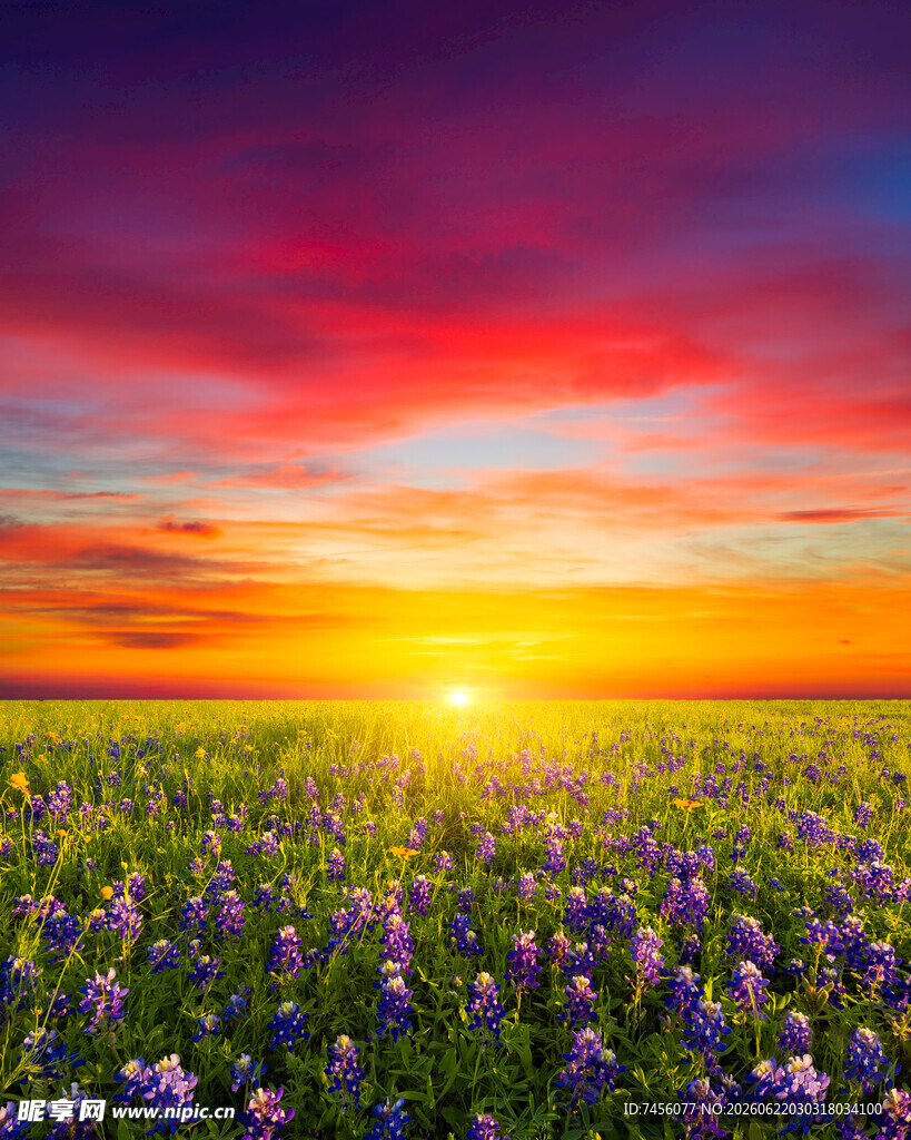花海日出美景