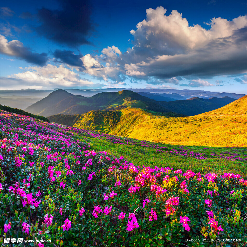 花海山峦间的梦幻景致