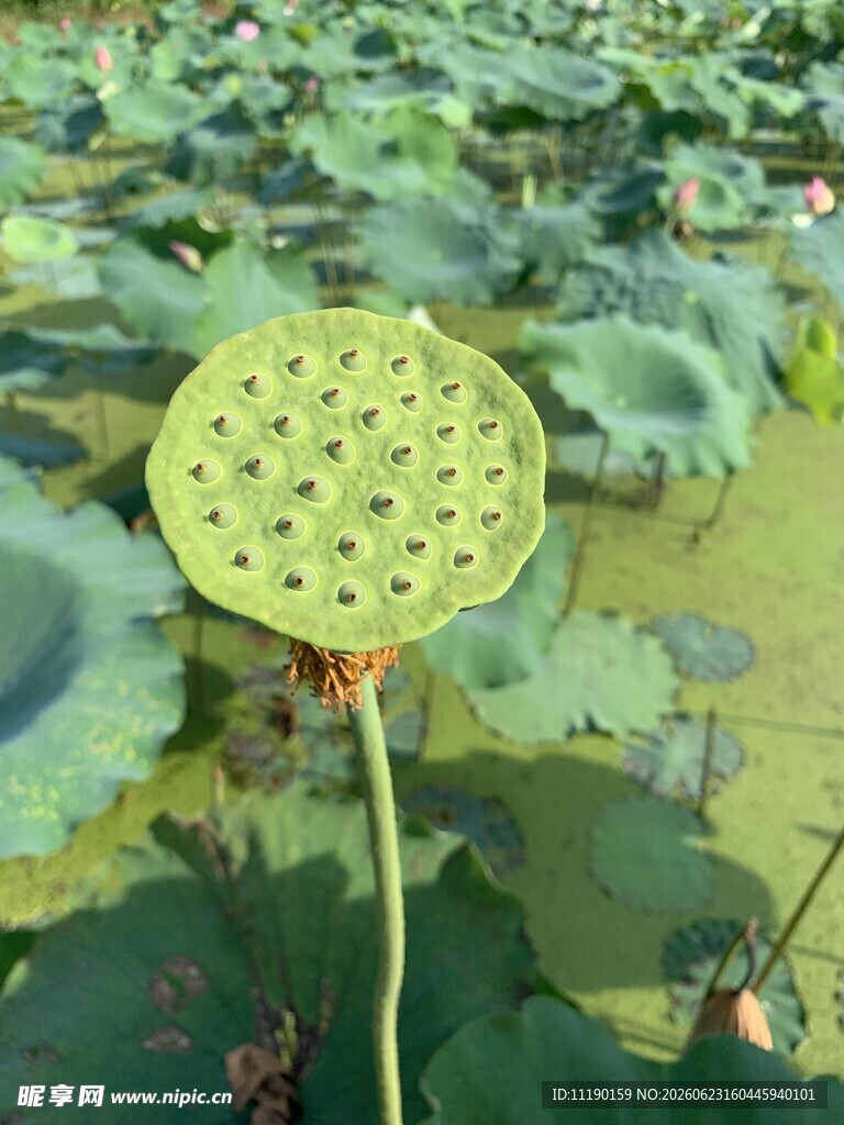 莲蓬