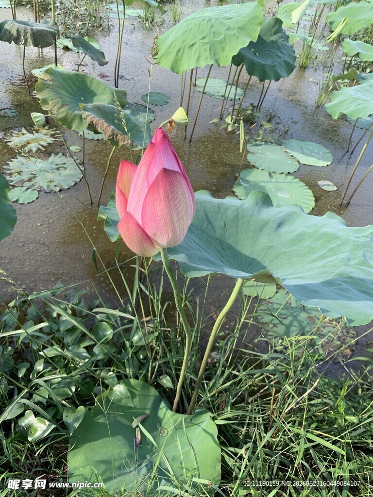 红粉色荷花