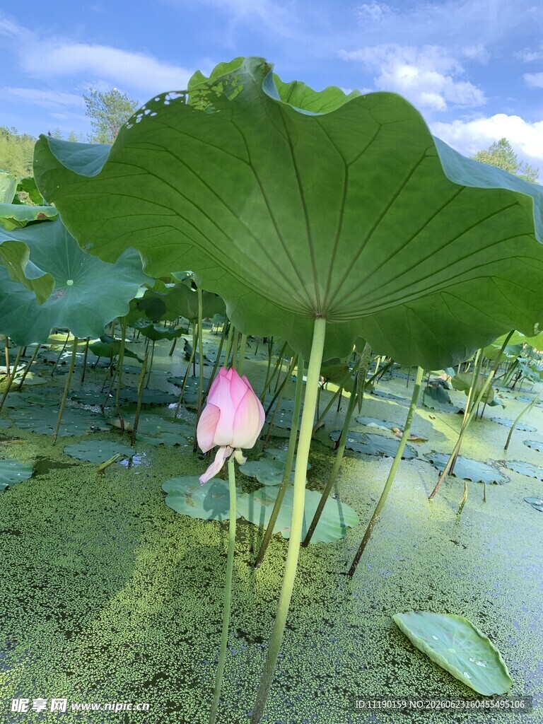 荷花