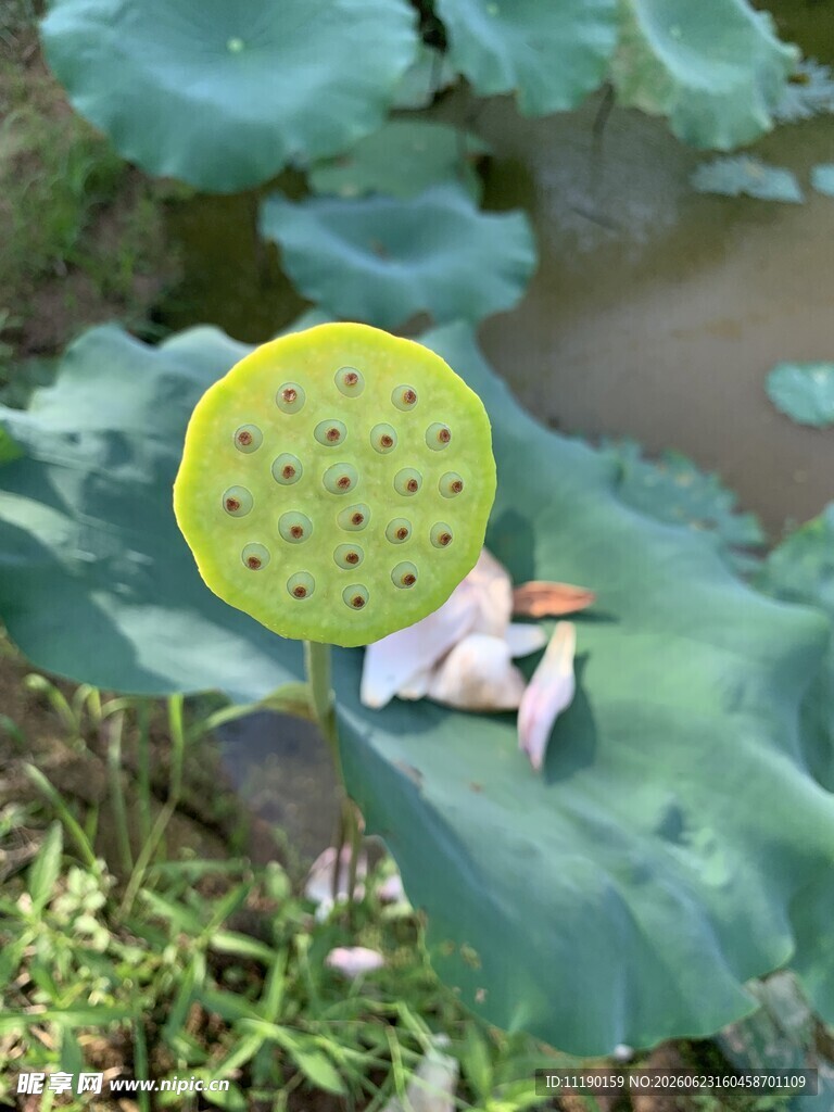 落花不久的莲蓬
