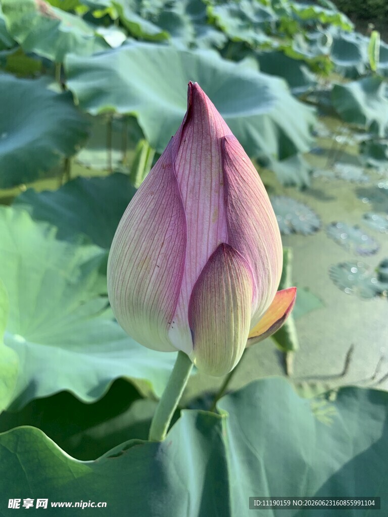 待放的荷花