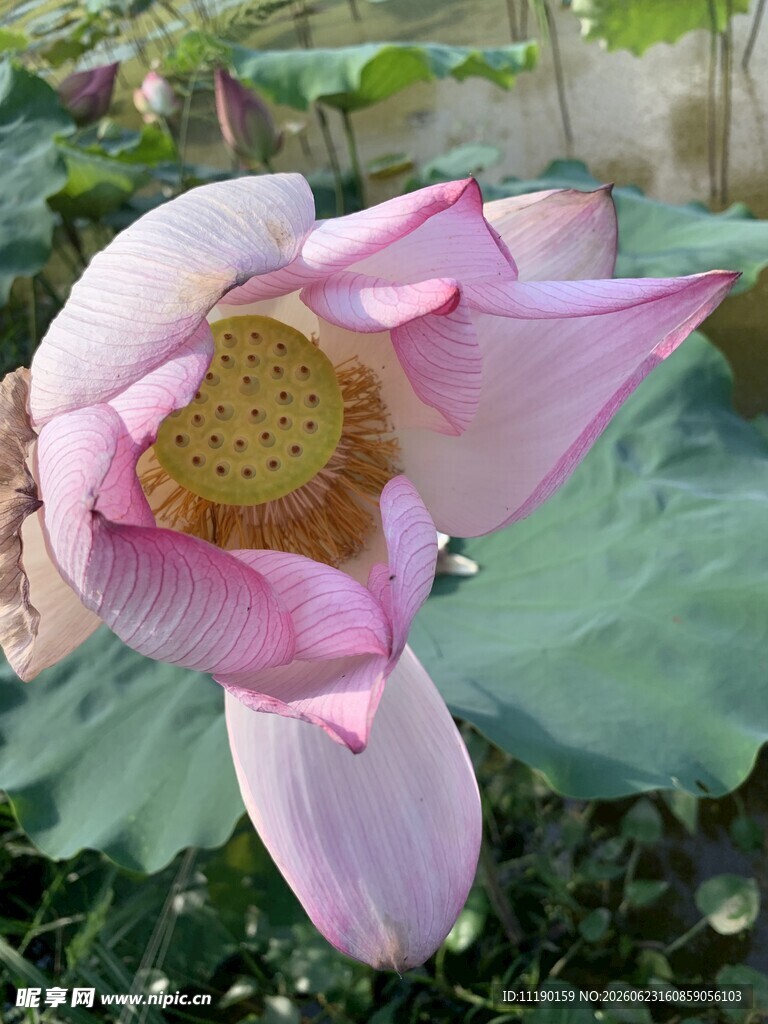 即将落花的莲蓬