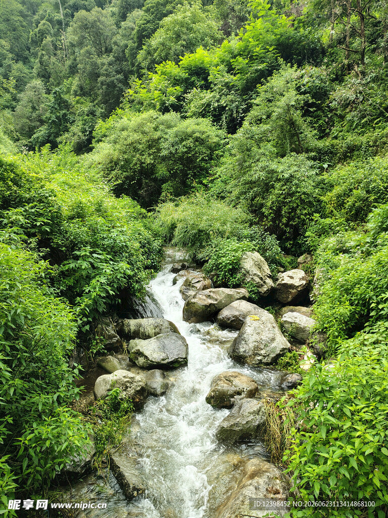 山间溪流穿林而过