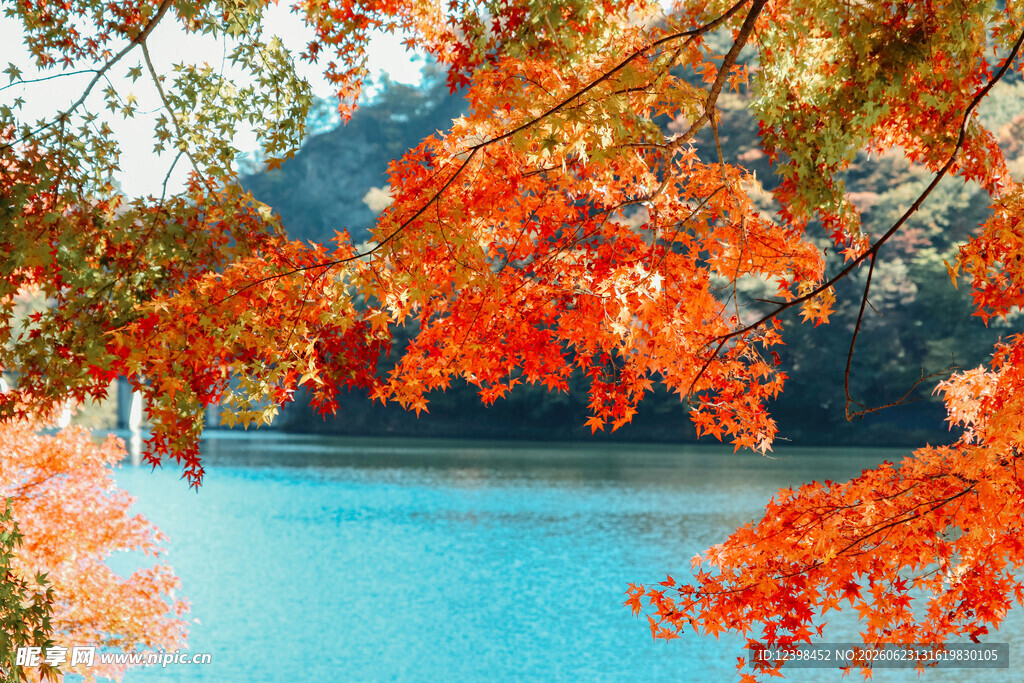 秋日湖畔红叶美景