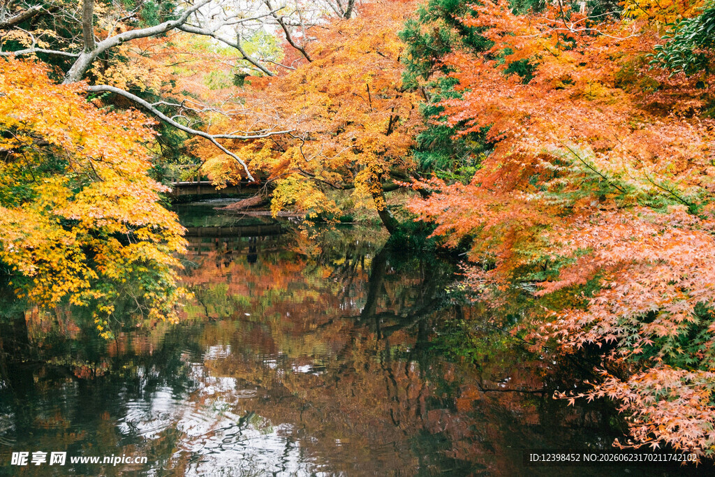 秋日溪边绚烂多彩的枫林