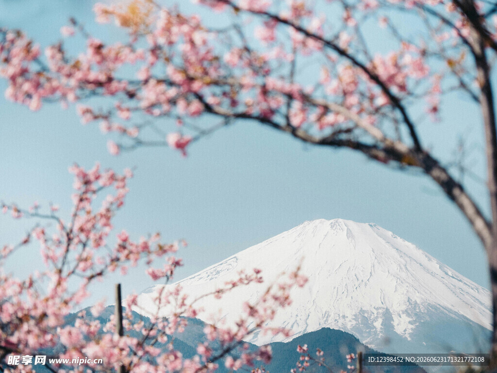 樱花下的富士山美景
