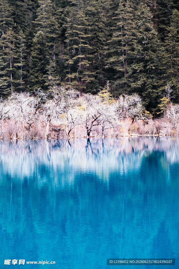 梦幻蓝湖旁的绚烂花树